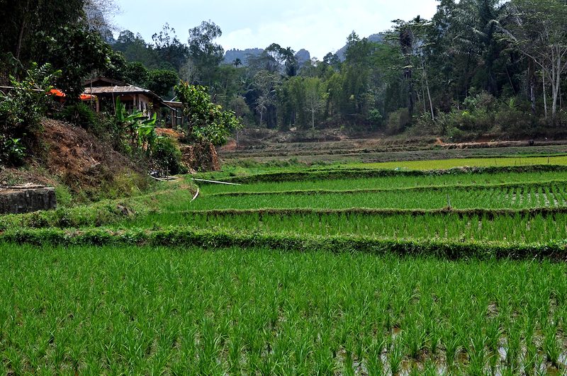 Indonesia