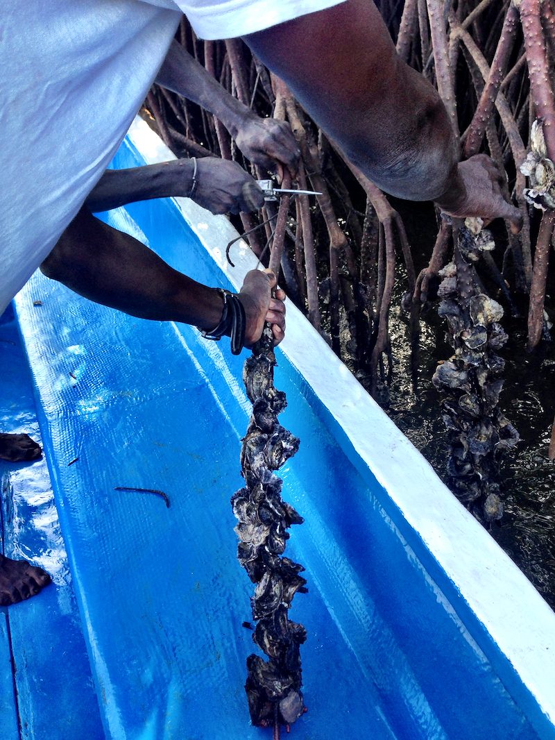 Oysters picking ...