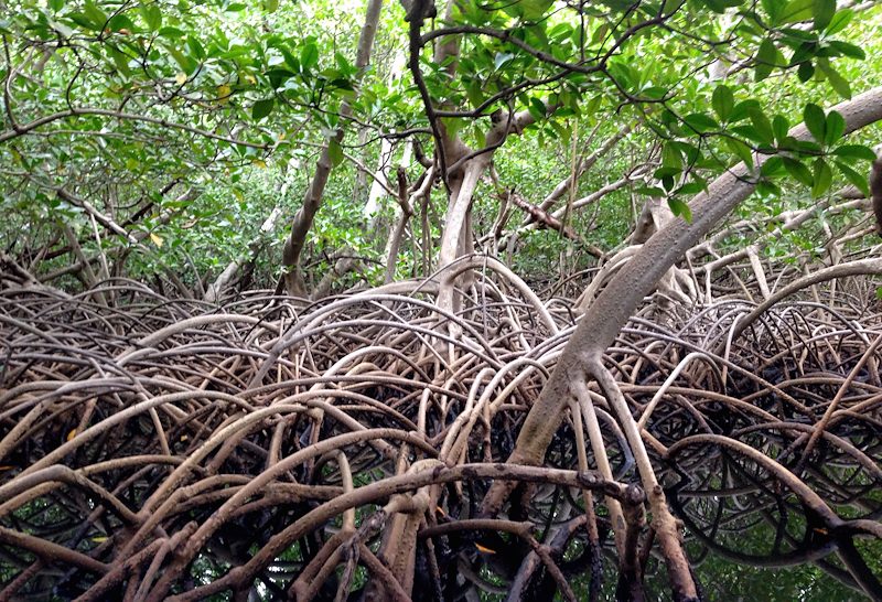 Mangrove
