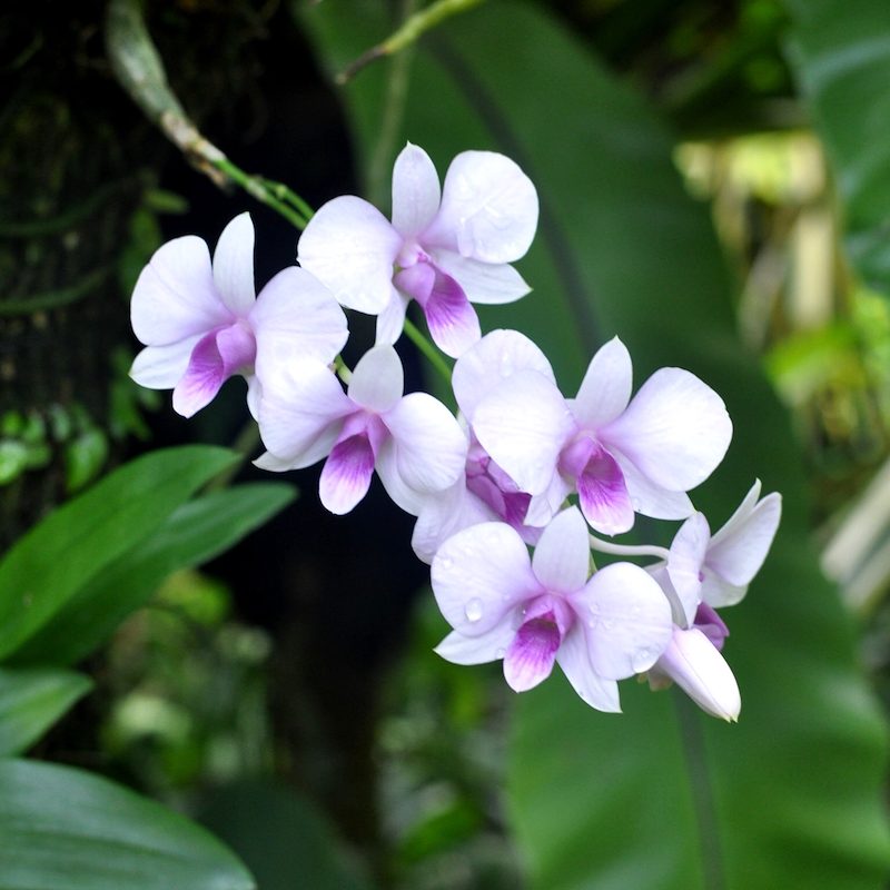 Orchid