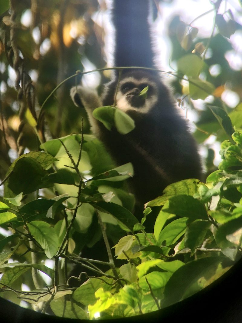 Gibbon in Khao Yai National Park (Thailand)
