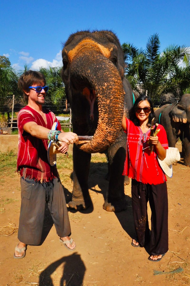 Rescued elephant in Thailand