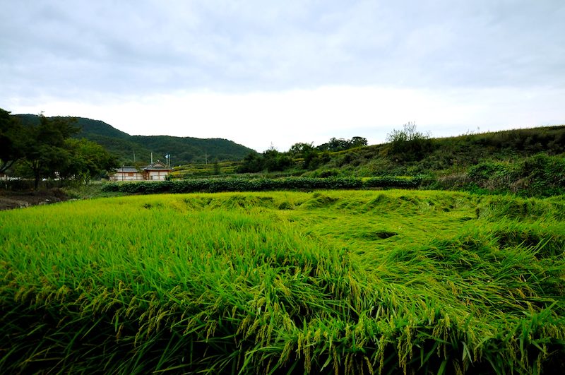 Hahoe Folk Village (South Korea)