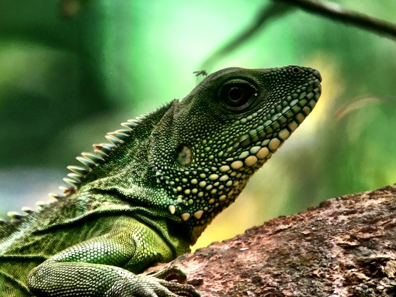 Lizard in Khao Yai National Park (Thailand)